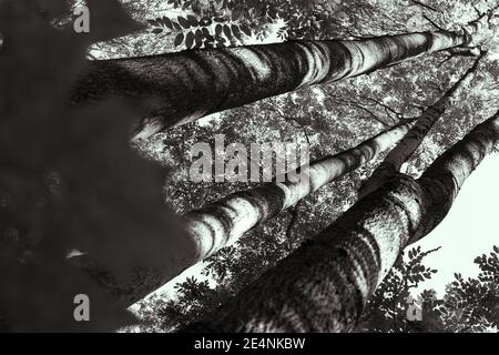 Foglie di nocciola manchuriana. Tronco di albero. Spessi densi Foto Stock