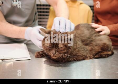 Gatto carino seduto sul tavolo, mentre veterinari che lo esamina in clinica Foto Stock