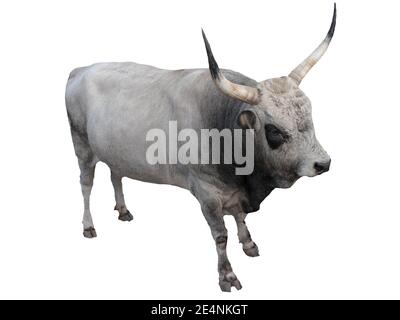 Buffalo isolato su sfondo bianco, isolato di bestiame, toro bianco su sfondo bianco. L'animale è cornuto Foto Stock