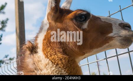 Lama in primo piano, lama animale selvatica guarda in lontananza, bellissimo animale Foto Stock