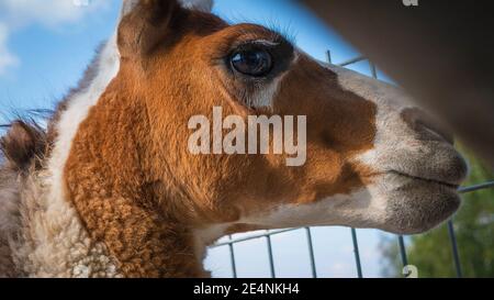 L'animale pascola nel prato. Lama da vicino, lama animale selvatica. Un bellissimo animale Foto Stock