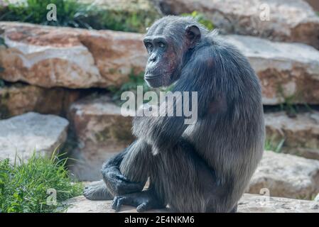 Chimpanzee Centrafricana, Pan troglodytes troglodytes animali nella vita selvaggia Foto Stock