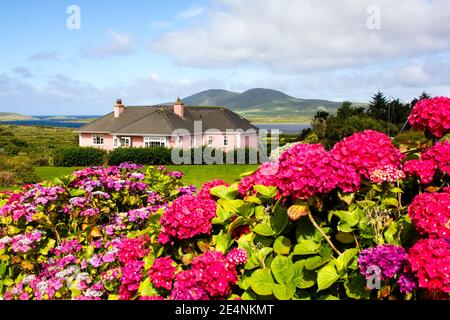 La campagna irlandese con gli idrangee che fioriscono in primo piano e la graziosa casa rosa è nascosta sullo sfondo. Foto Stock