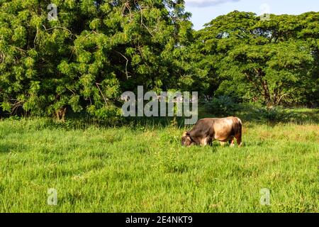 Un toro pascola in un pascolo vicino El Higuerito, Repubblica Dominicana. Foto Stock