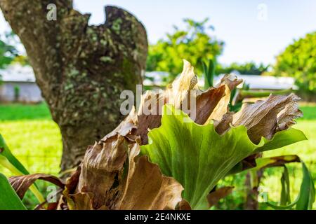 Staghorn Fern, plycerium bifurcatum, cresce su un albero a El Higuerito, Repubblica Dominicana. Foto Stock