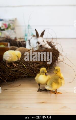 Carino anatroccoli gialli che camminano accanto al nido di vimini. Decorazione degli interni di Pasqua. Foto Stock