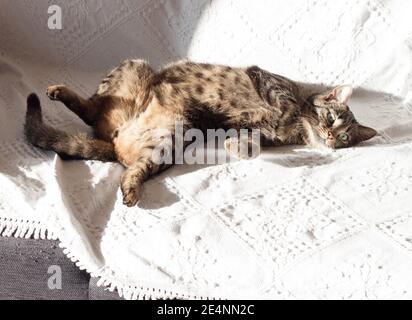 Un gatto tabby si allunga sulla schiena in luce solare su una coperta bianca. Foto Stock