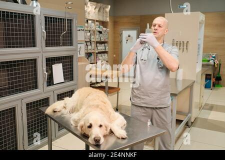 Il veterinario che tiene la siringa di preparazione per il cane da fare un antidolorifico prima dell'intervento Foto Stock