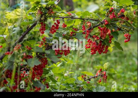 Cespuglio di ribes fresco biologico che cresce in giardino. Foto Stock