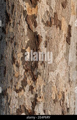 Sycamore corteccia texture e sfondo con diverse sfumature di marrone, grande copy-space Foto Stock