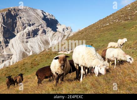 mandria di pecore nelle alpi dolomiti, ovis ariete, pecore è un tipico animale da fattoria in montagna Foto Stock