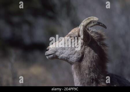 Femmina pecore bighorn in inverno Foto Stock