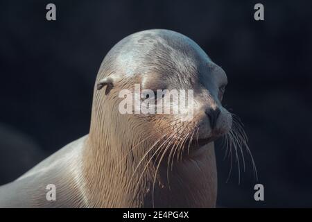 Primo piano ritratto di un Leone di mare della California Foto Stock