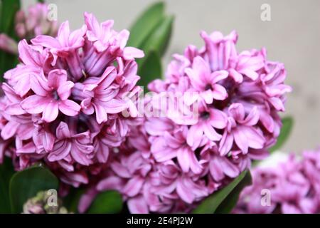 Fiori di giacinto viola brillante Foto Stock