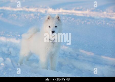 Giovane donna Samoyed cane, su una passeggiata in un campo in una serata invernale Foto Stock