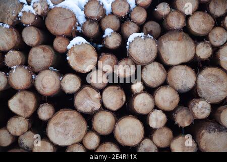 Un mucchio di legno con molti tronchi. Si tratta di conifere abbattute. Come si può vedere dalla neve, la foto è stata scattata in inverno. Foto Stock