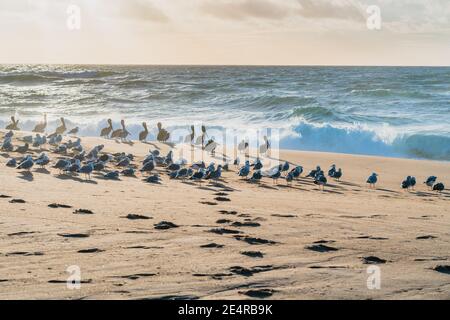 Gregge di uccelli marini sulla spiaggia, colonia di pellicani e gabbiani, California Central Coast Foto Stock