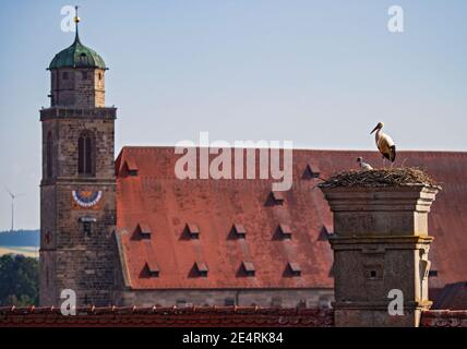 White Stork (Ciconia ciconia) coppia con pulcino sul nido di cicogna del tetto della città con grande chiesa cattedrale sullo sfondo, Dinkelsbühl, Baviera, Germania Foto Stock
