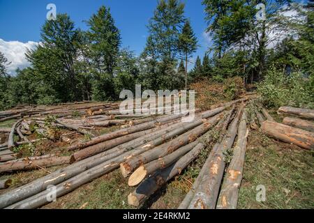 Taglio di foresta. Tronchi di alberi freschi tagliato si trovano accanto a strada sporca nella foresta pronto per il trasporto. Foto Stock