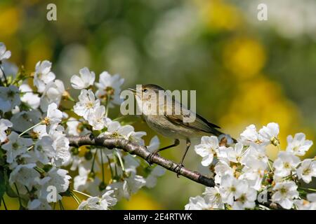 Chiffchaff comune (Phylloscopus collybita) che canta un maschio seduto in fiore ciliegio, Germania Foto Stock
