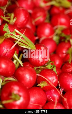 Ravanelli primo piano sfondo stampa moderna di alta qualità Raphanus sativus famiglia brassicaceae Foto Stock