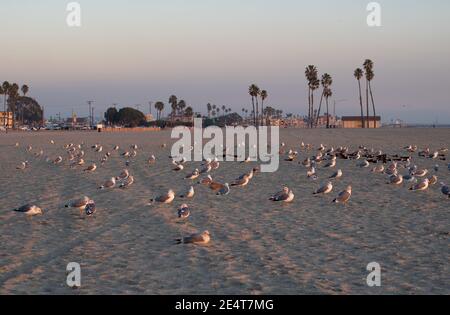 Vista dell'ora d'oro di un gregge di gabbiani che riposano lunga spiaggia Foto Stock