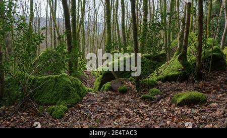 pietre ricoperte di muschio nella foresta invernale con fogliame sul terreno Foto Stock