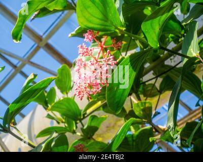 Il candelabro (Medinilla cummingii), spesso scritto Medinilla cumingii, è una specie di piante in fiore della famiglia Melastomataceae, originaria del mos Foto Stock