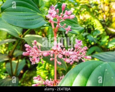 Il candelabro (Medinilla cummingii), spesso scritto Medinilla cumingii, è una specie di piante in fiore della famiglia Melastomataceae, originaria del mos Foto Stock