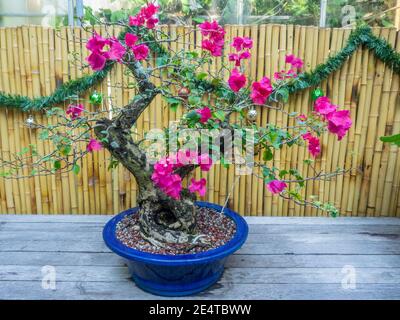 Bougainvillea minore (Bougainvillea glabra) è la specie più comune di bougainvillea utilizzata per il bonsai. Foto Stock