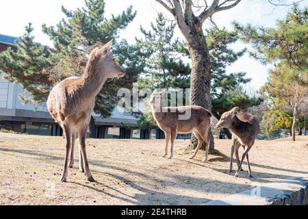 Cervi che camminano nel Parco Nara in Giappone Foto Stock