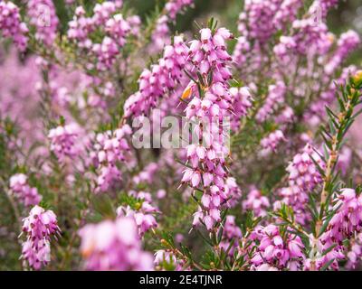 La brughiera corsa (Erica terminalis) è una specie di pianta fiorente della famiglia Ericaceae, originaria dell'Europa meridionale e dell'Africa settentrionale, e naturale Foto Stock