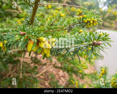 Il pino bianco orientale (Pinus strobus) è un pino di grandi dimensioni originario del Nord America orientale. Foto Stock