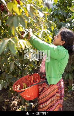 Raccolta di ciliegie di caffè a San Juan la Laguna, Guatemala, America Centrale. Foto Stock