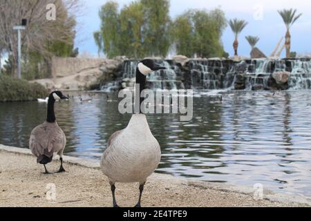 Cose semplici Foto Stock