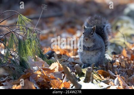 Scoiattolo grigio orientale in un parco pubblico Foto Stock