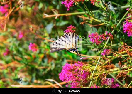 Farfalla a coda di rondine (Iphiclides podalirius) che sorvola i fiori, Vernazza, cinque Terre, Liguria, Italia Foto Stock