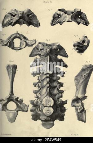 Memorie sul megatenium, o terra-sloth gigante dell'America Foto Stock