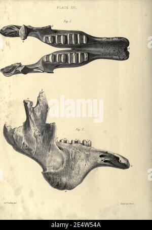 Memorie sul megatenium, o terra-sloth gigante dell'America Foto Stock