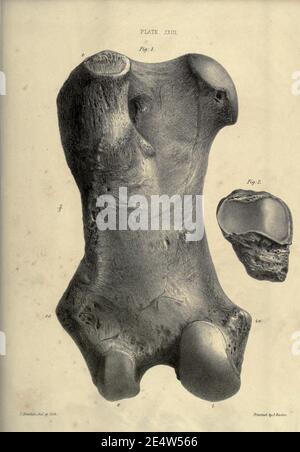 Memorie sul megatenium, o terra-sloth gigante dell'America Foto Stock