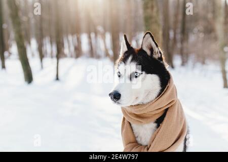 Husky avvolto in una sciarpa in una foresta innevata Foto Stock