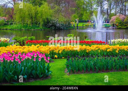 Bella piantagione ornamentale fiorita con variopinti tulipani e fiori di primavera, Keukenhof giardino, Paesi Bassi, Europa Foto Stock