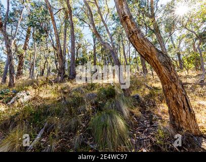 Riserva delle sorgenti minerali di Hepburn e sentieri per passeggiate, Hepburn Springs, Victoria, Australia Foto Stock