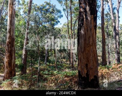 Riserva delle sorgenti minerali di Hepburn e sentieri per passeggiate, Hepburn Springs, Victoria, Australia Foto Stock