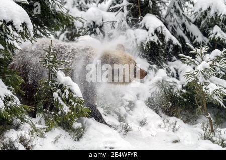 Orso bruno adulto selvaggio (Ursus arctos) che spruzzi la neve nella foresta di inverno. Animali pericolosi in natura. Scena della fauna selvatica Foto Stock