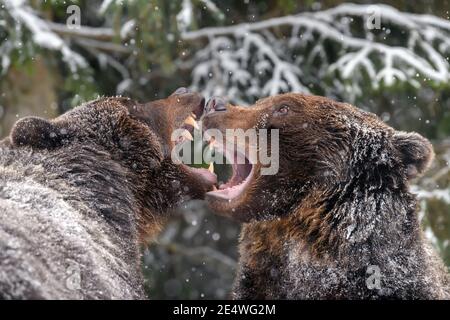 Primo piano due arrabbiato orso bruno lotta in inverno foresta. Pericolo animale in habitat naturale. Grande mammifero. Scena della fauna selvatica Foto Stock