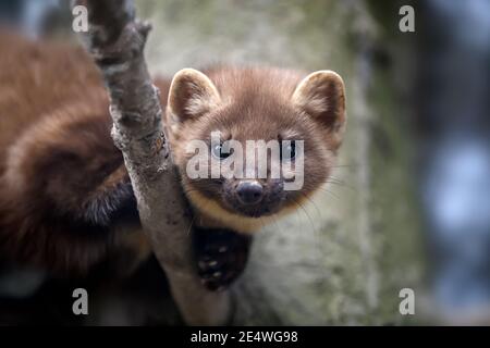 Chiudi il ritratto di Marten su un ramo in inverno Foto Stock