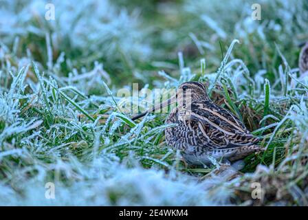 Comune Snipe Gallinago gallinago alimentazione in condizioni gelide su un aeroporto di Norfolk. Foto Stock