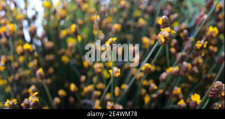Prato di fiori selvatici gialli con bokeh astratta texture sfondo. Per qualsiasi botanica, natura, sfondo romantico o banner concetto, ecc Foto Stock
