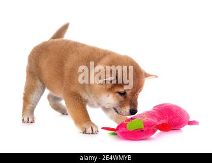 Cucciolo di Shiba Inu davanti a uno sfondo bianco Foto Stock